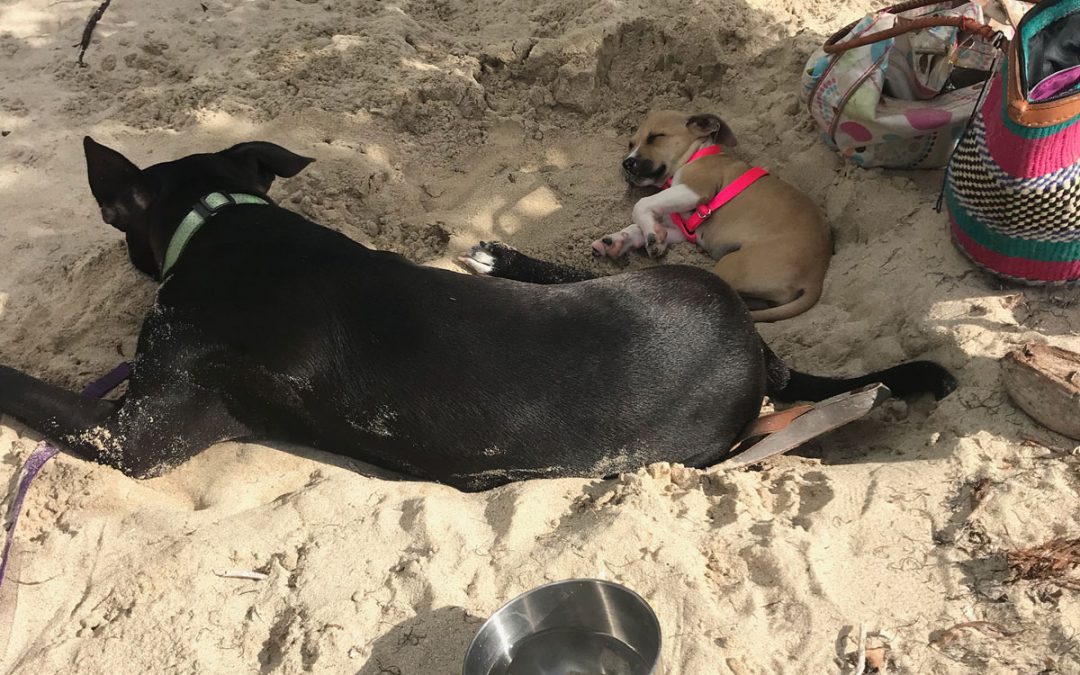 A Full Day of Food, Fun and Furry Friends