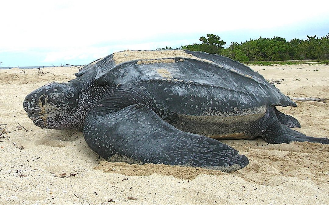 Hang Out With a Leatherback